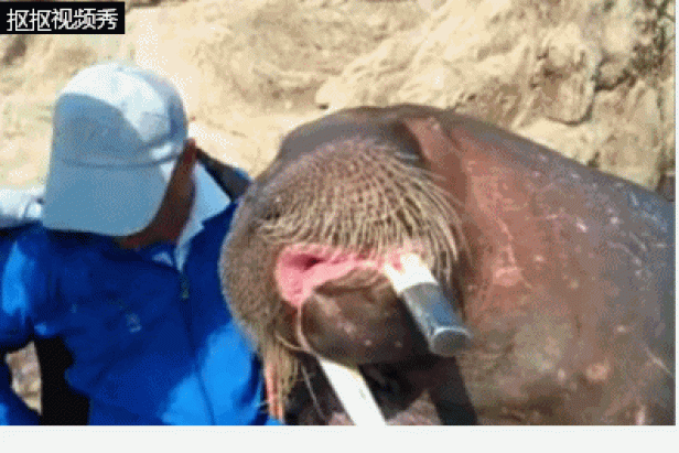 walrus_selfie5.gif