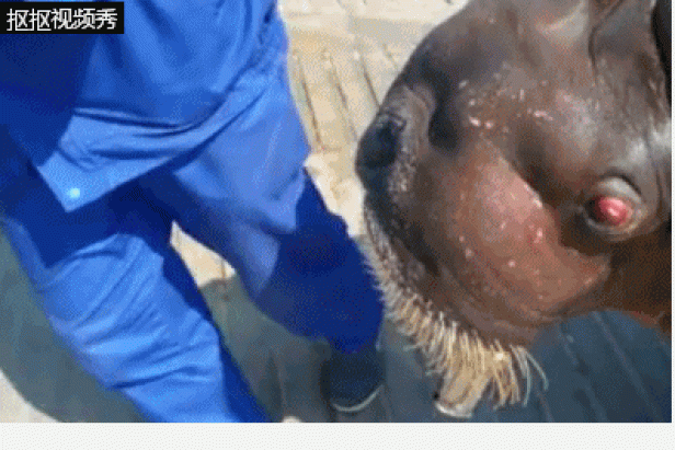 walrus_selfie4.gif