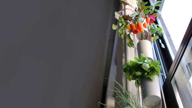 Die Windowfarms von Britta Riley