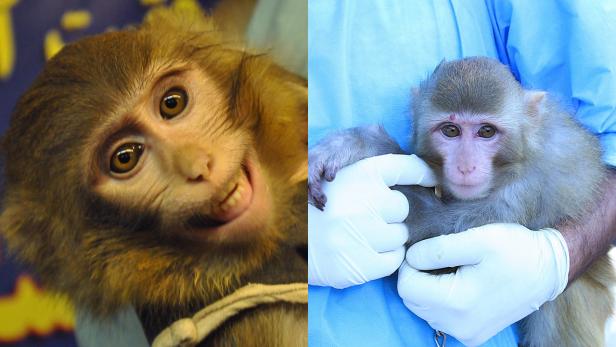 Der Affe nach dem Flug ins All (Bild links), und davor (Bild rechts)