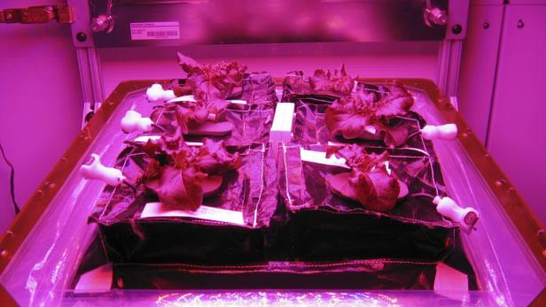 Salat im Inneren des Pflanzenzuchtmoduls Veggie an Bord der ISS