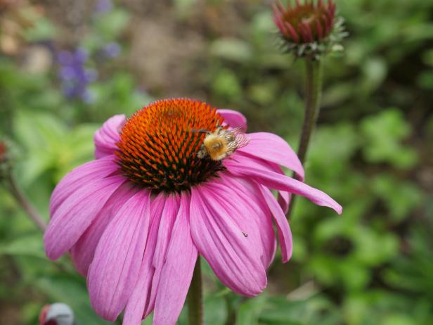 Eine Hummel sitzt auf einer rosafarbenen Blüte mit orangefarbener Mitte.