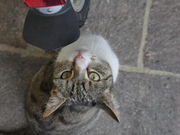 Eine getigerte Katze schaut unter einem Fahrrad hervor nach oben.