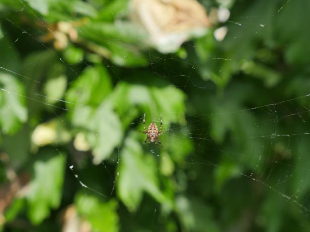 Eine Spinne sitzt in ihrem Netz vor grünem Hintergrund.
