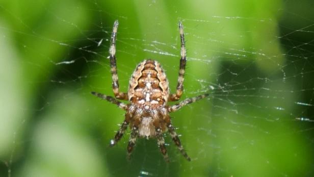 Eine Kreuzspinne sitzt in ihrem Netz vor grünem Hintergrund.