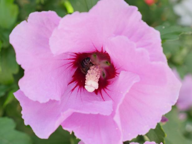 Eine Biene sammelt Nektar in einer rosa Hibiskusblüte.