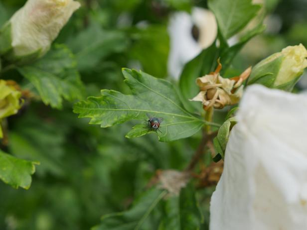 Eine Fliege sitzt auf einem grünen Blatt vor einer weißen Blüte.