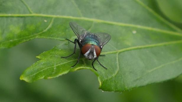 Eine Schmeißfliege sitzt auf einem grünen Blatt.