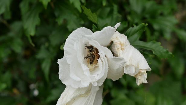 Eine Biene sitzt in einer weißen Blüte voller Pollen.