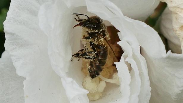 Eine Biene ist mit Pollen bedeckt und sitzt in einer weißen Blüte.