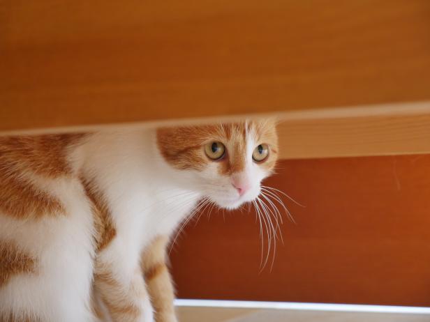 Eine rot-weiße Katze schaut unter einem Tisch hervor.