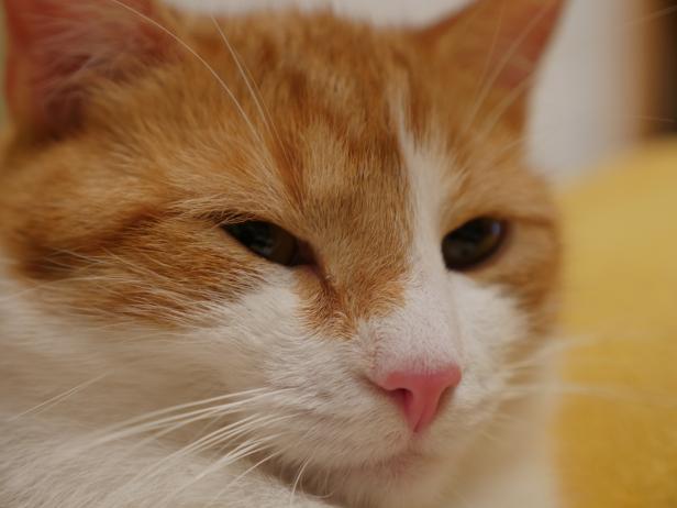 Nahaufnahme vom Gesicht einer rot-weißen Katze.