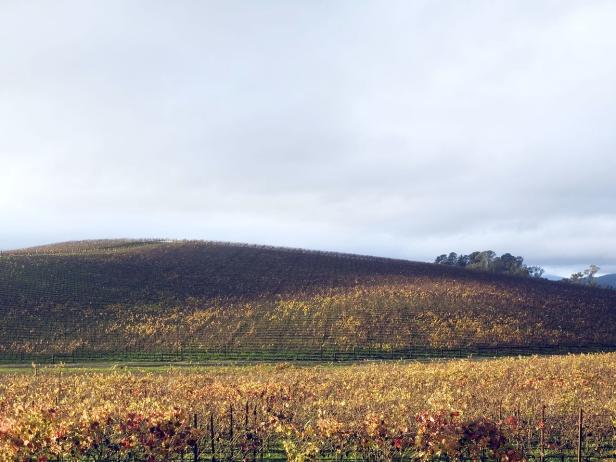 Ein Weinberg erstreckt sich über einen Hügel unter einem bewölkten Himmel.