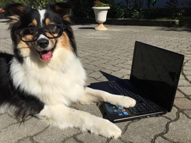 Tiere und technik