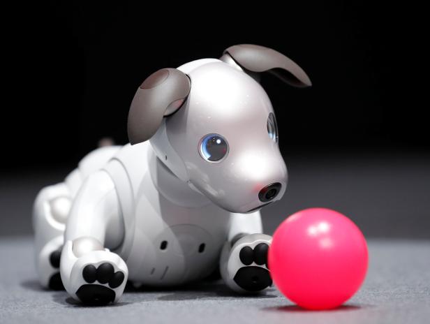 Sony Corp's entertainment robot "aibo" is pictured at its demonstration in Tokyo