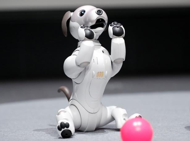 Sony Corp's entertainment robot "aibo" is pictured at its demonstration in Tokyo