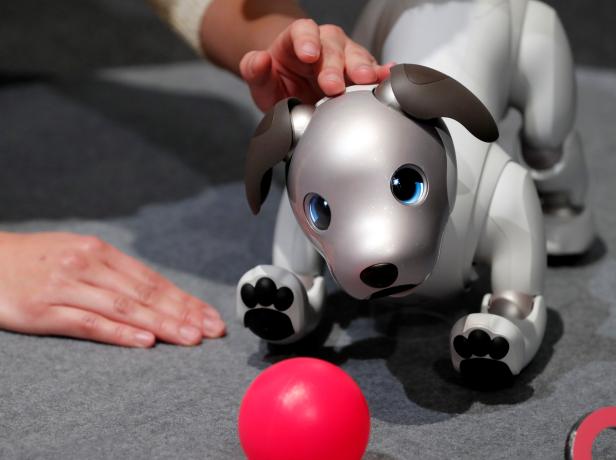 A staff memeber touches Sony Corp's entertainment robot "aibo" at its demonstration in Tokyo