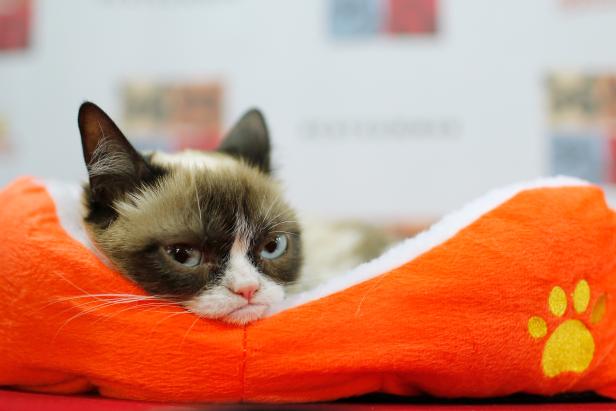 FILES-US-GRUMPY CAT