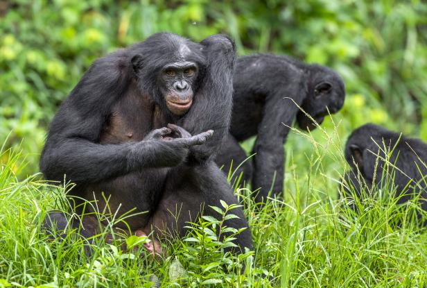 Bonobos on green natural background.