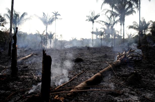 A charred trunk is seen on a tract of Amazon jungle that was recently burned by loggers and farmers in Iranduba