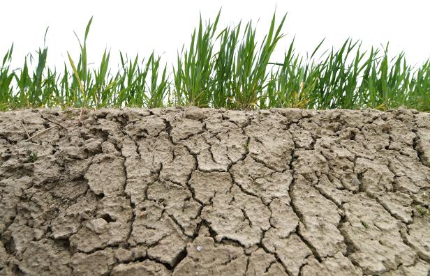 ++ THEMENBILD ++ TROCKENHEIT / DÜRRE / LANDWIRTSCHAFT ++ THEMENBILD ++ TROCKENHEIT / DÜRRE / LANDWIRTSCHAFT