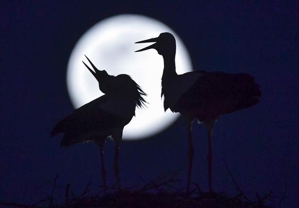 The storks and the Super Pink Moon in North Macedonia