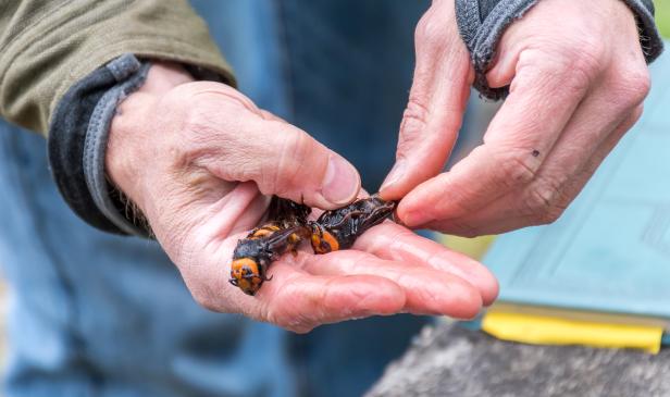 Washington State Department of Agriculture entomologist Chris Looney holds Asian Giant Hornets caught in a trap near Blaine