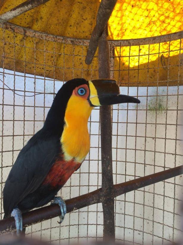 Toucan3.jpg