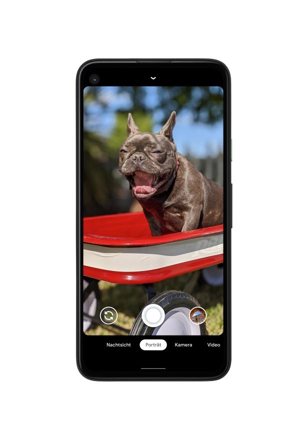 Ein Mops sitzt in einem roten Bollerwagen.