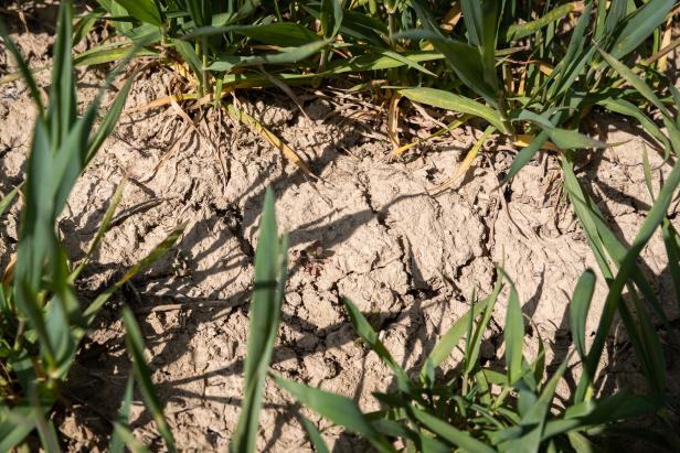 Themenbild: Landwirtschaft in Österreich