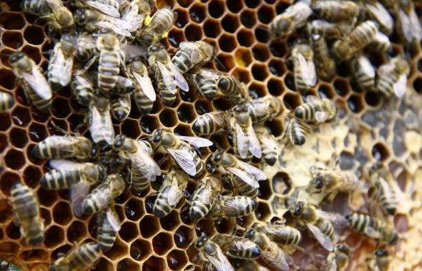 Bienen