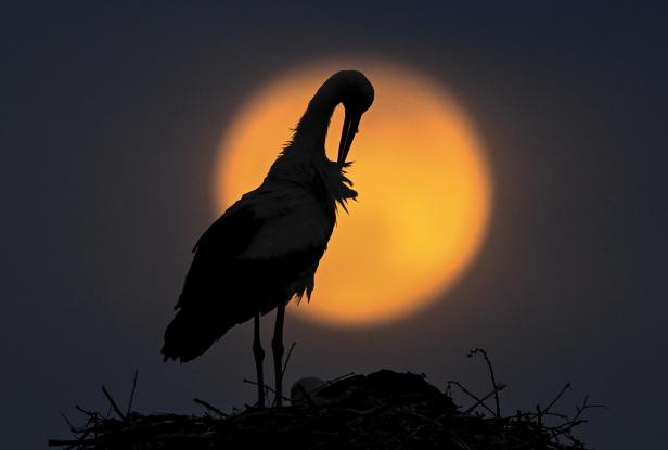 A stork and the Super Pink Moon in North Macedonia