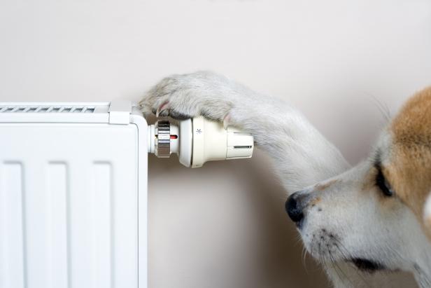 Dog adjusting comfort temperature on radiator