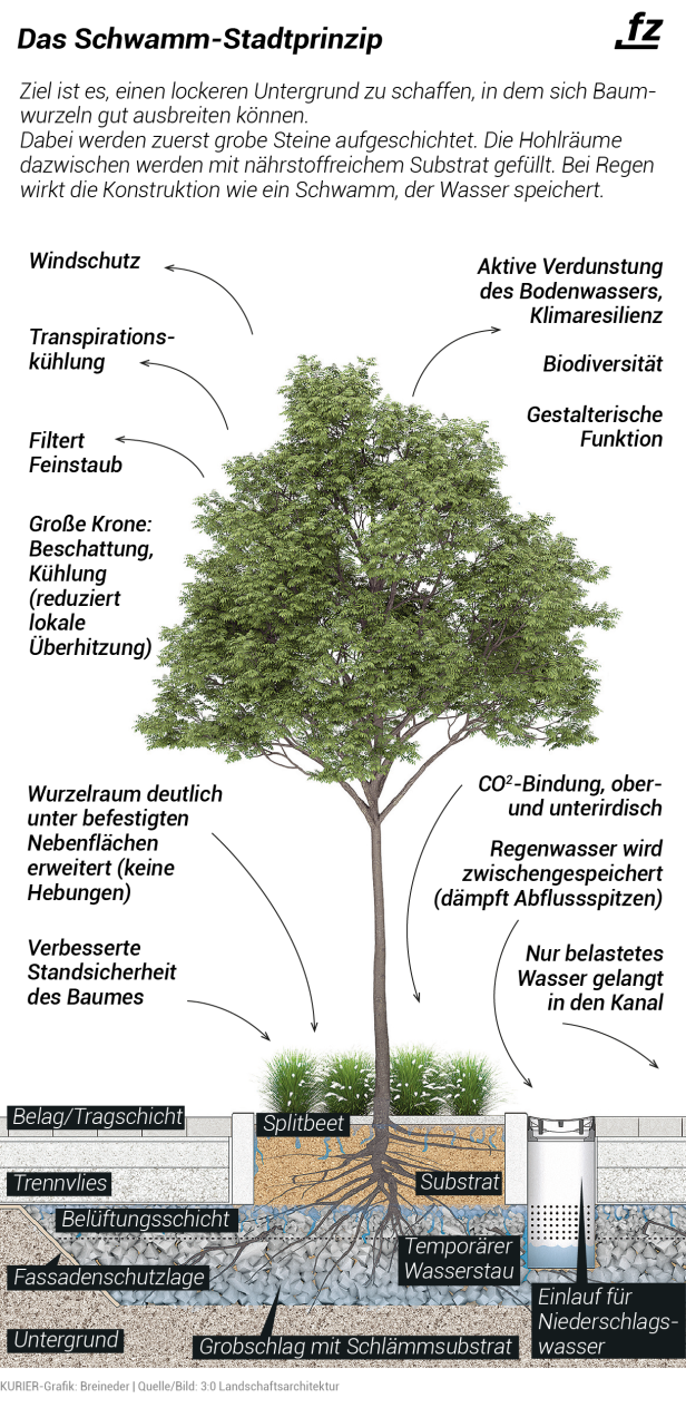 Baumpflanzung nach dem Schwammstadtprinzip