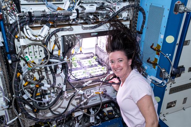 An American astronaut with a small greenhouse aboard the International Space Station