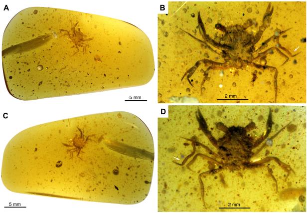 Insekten im Bernstein echte Fossilien in Lupenbox Kreidezeit Dinosaurier Myanmar