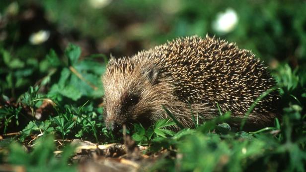 ARCHIVBILD: WIENER IGEL