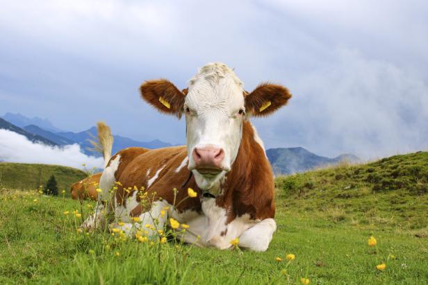 Durch eine genetische Veränderung enthält die Milch der Kuh Insulin.