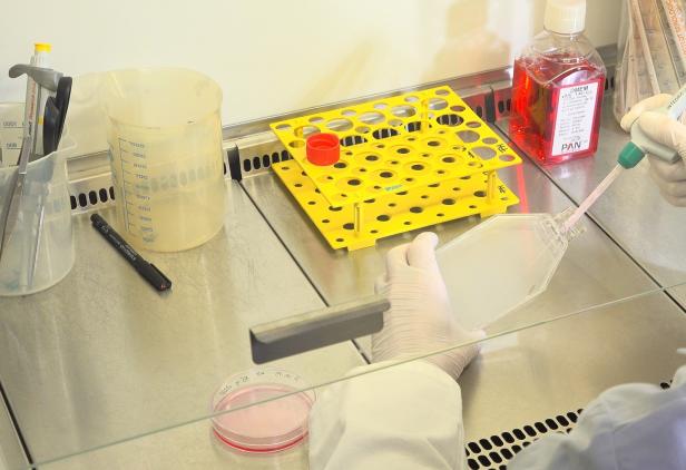 Laborarbeit mit Zellkultur in einer Petrischale