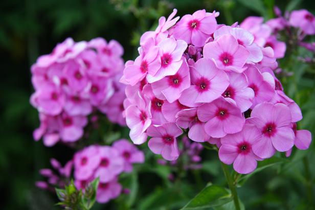 pink phlox 2