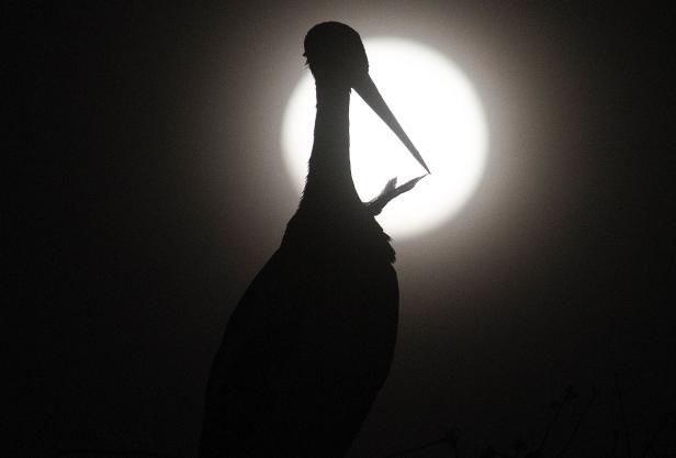 NORTH MACEDONIA-ASTRONOMY-MOON-ANIMAL