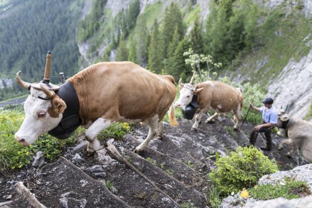 Cow procession to summer pastures in Switzerland