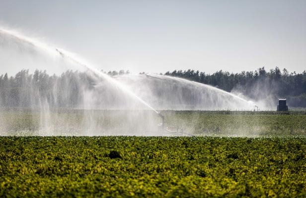 Less irrigation due to drought in West Brabant