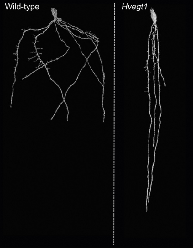 Röntgenaufnahme vom Boden unterhalb einer Gerste mit und ohne EGT1-Gen (re.): Die Wurzeln orientieren sich bei Abwesenheit stärker an der Schwerkraft