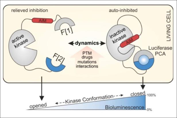 KinCon biolabs Schema