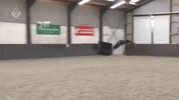 Drohne Adler GIF