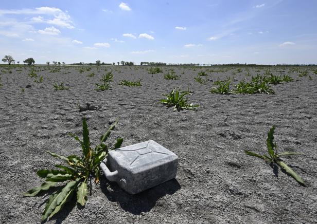 Trockenperioden werden häufiger. Klimafitte Pflanzen, saugfähige Böden und Infrastruktur helfen