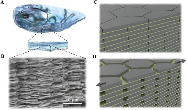 from-seashells-to-ceme.jpg