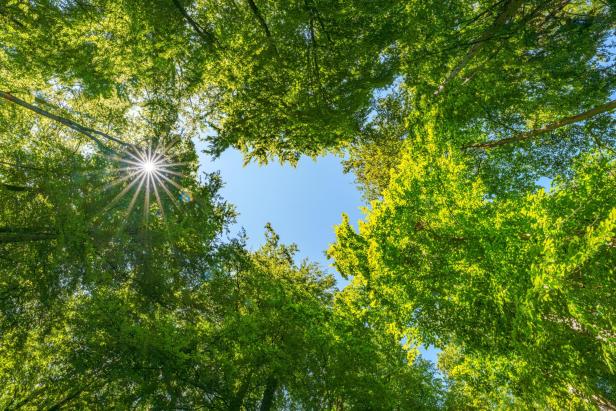 Springtime forest with setting sun shining through leaves and branches. Nature, forestry, Trees, habitat, environment and sustainability concepts,