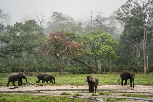 Die Elefanten mit den besonderen Fähigkeiten leben im Kongobecken und in Zentralafrika.